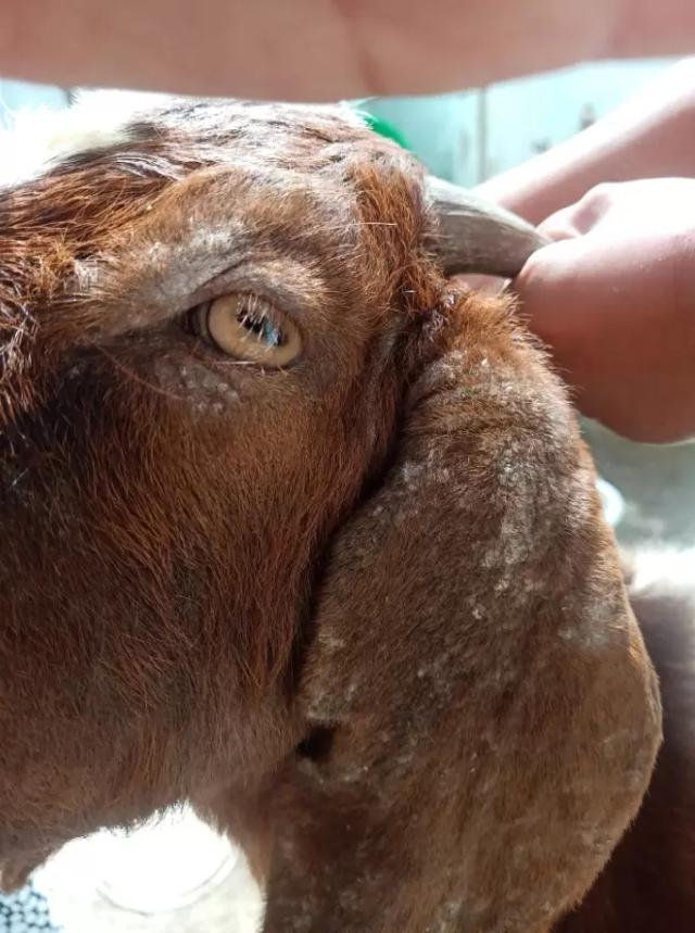 Вопросы из чатов: отчего у козы пятна на голове?