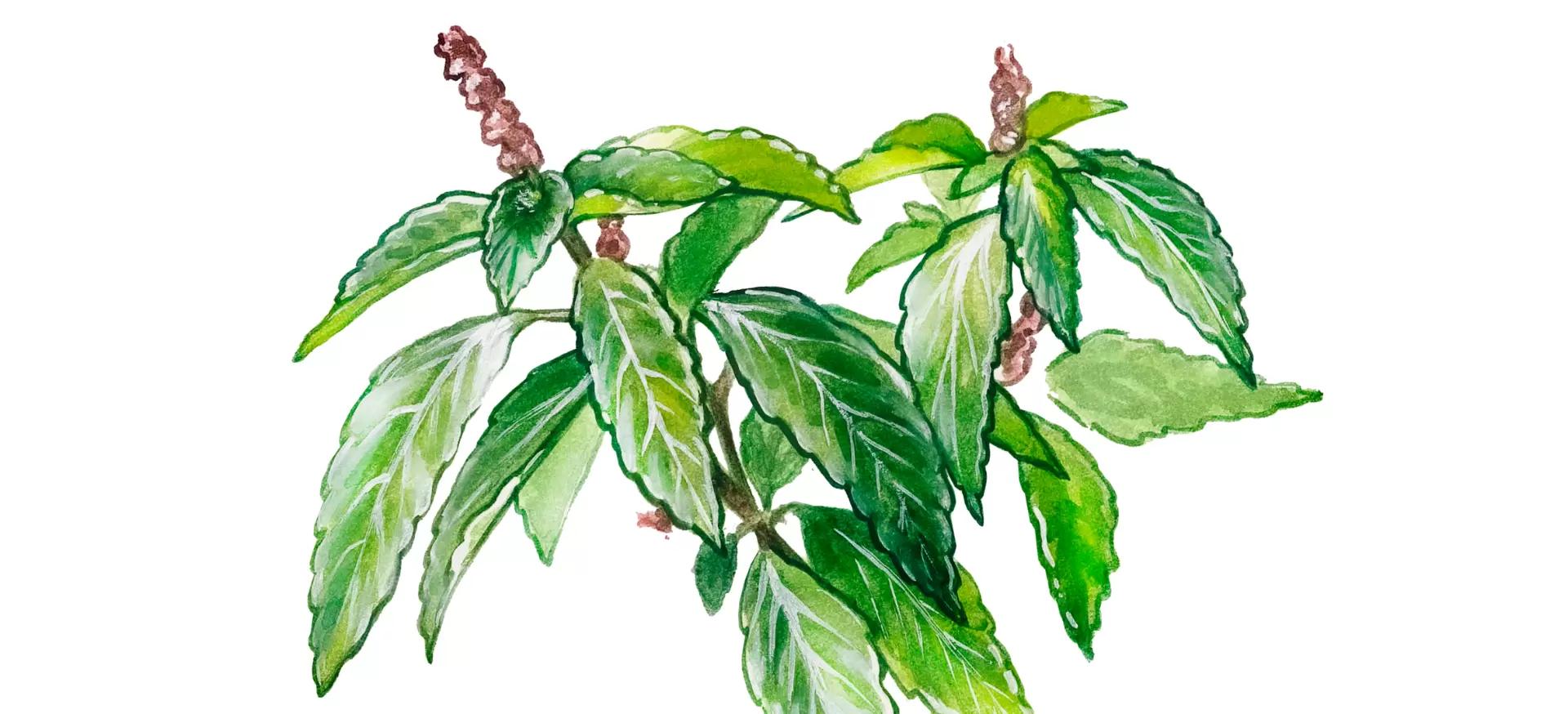 Акалифа Южная