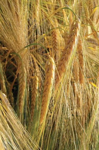 Эксплоер (EXPLORER)