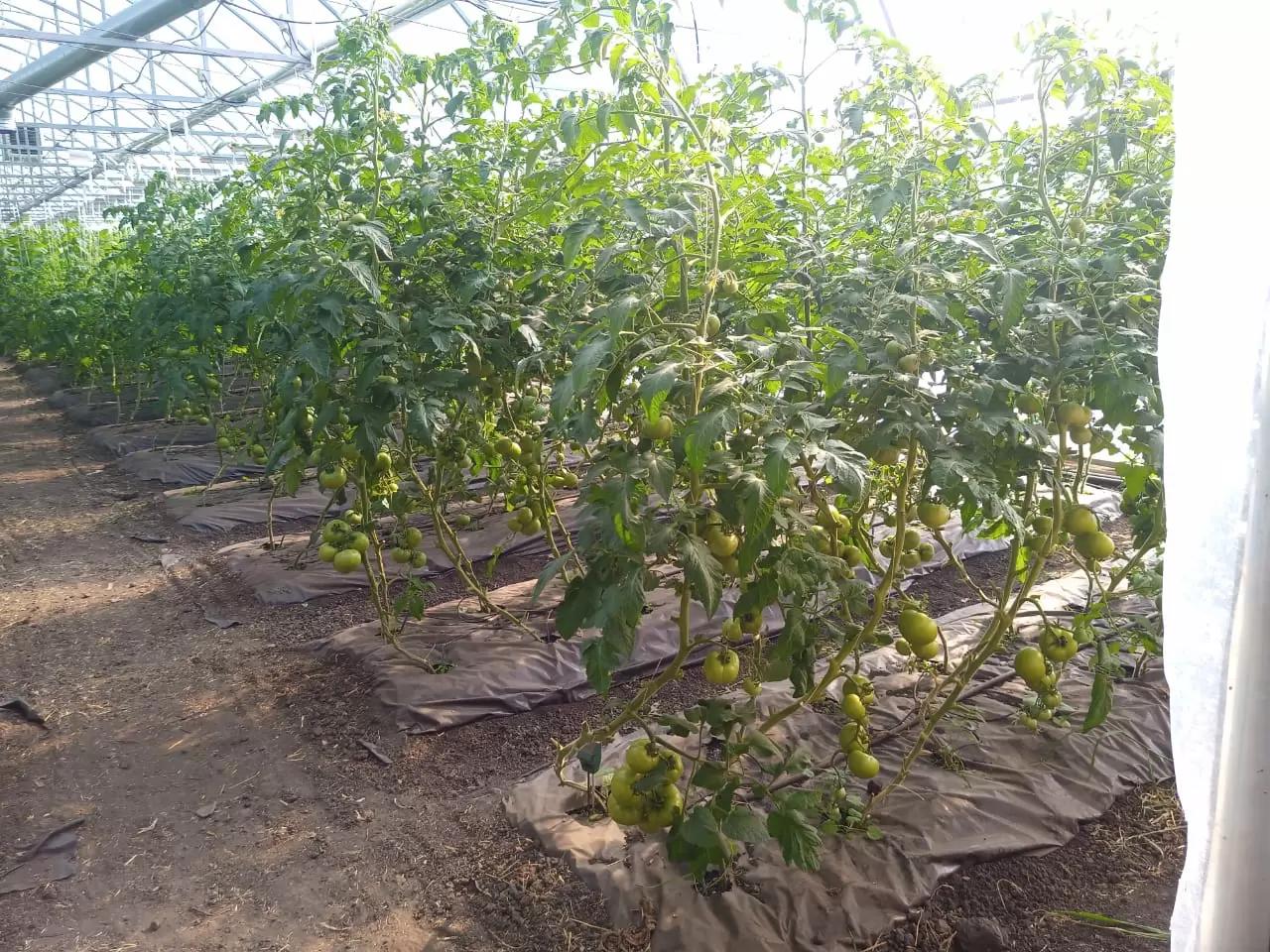 Собираемся выращивать томаты!