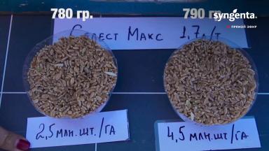 Норма высева озимой пшеницы (эксперимент)