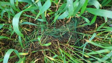 Мониторинг и борьба с вредителями