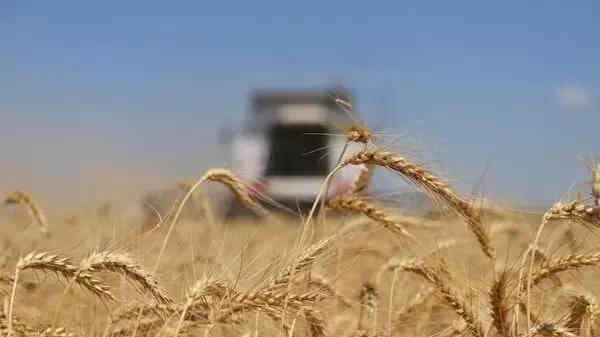 Россия не будет отменять пошлины на экспорт зерна