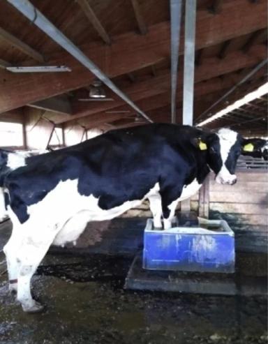 Как болезнь копыт, может быть связана с неправильной организацией водопоения