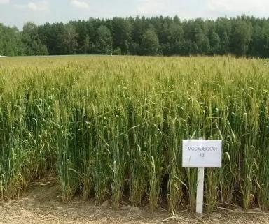 Московская 40