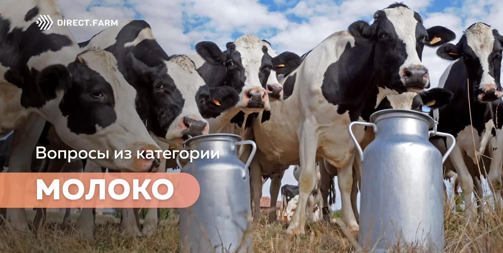 Помощь животновода: молоко