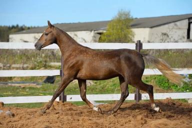 Ахалтекинская порода 