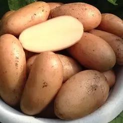 Леди Бланка