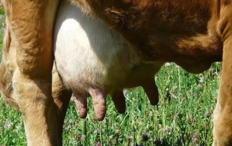 Вопросы из чатов: как лечить корову с твердой долей вымени?