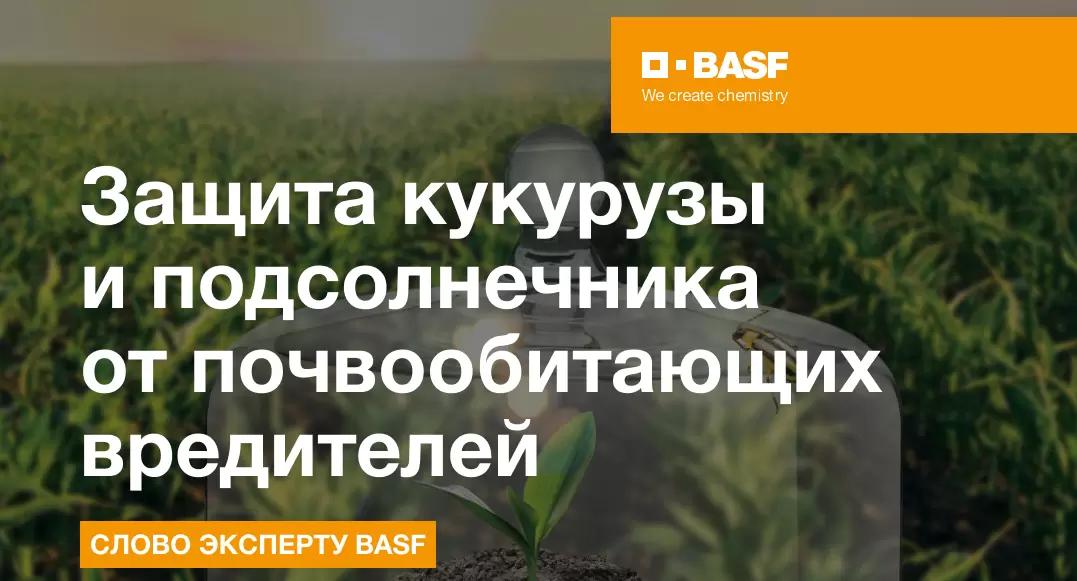 Защита кукурузы и подсолнечника от почвообитающих вредителей