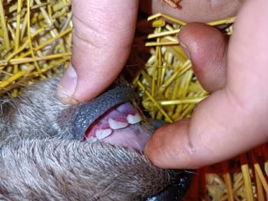 Вопросы из чатов: может ли симптом указывать на ИРТ?