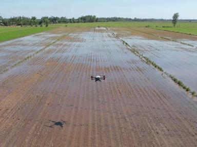 Дроны на посеве риса: меньше затрат, больше урожая