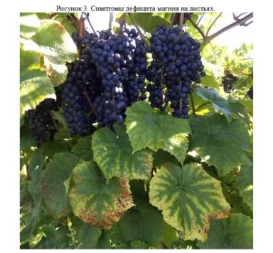 Обеспечение виноградников калием: как решать задачу. Часть 1