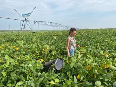 Защищаем сою от паутинного клеща