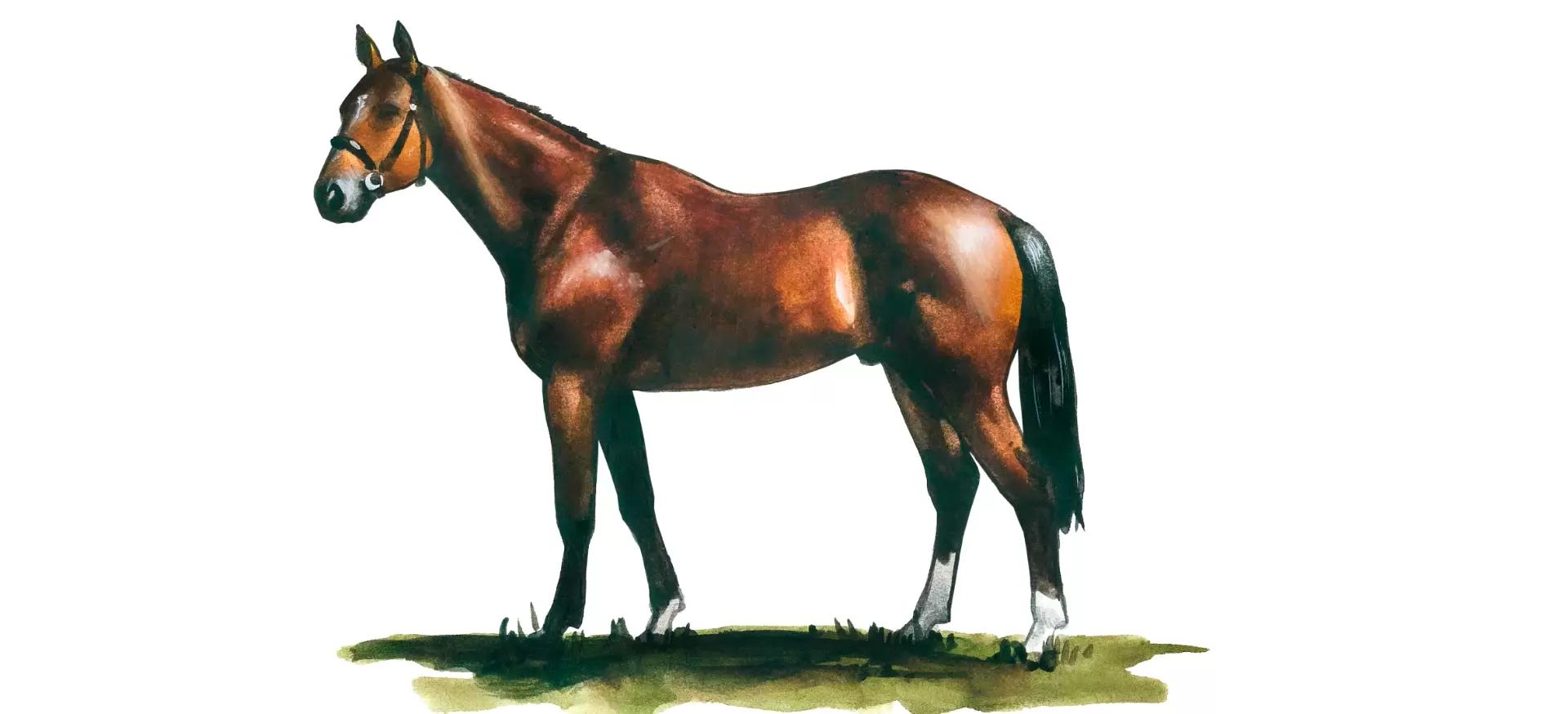 Французская верховая порода (французский сель)