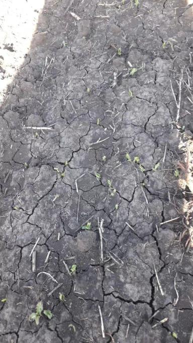 Агромониторинг