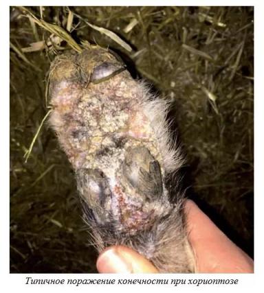 Харвуд – "Ветеринарное руководство по здоровью и благополучию коз". Гл. 14, ч. 1