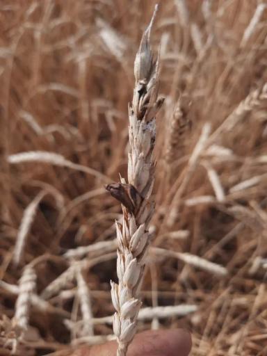 Вопросы из чатов: чем болеет пшеница?