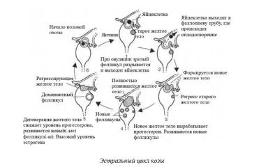 Харвуд – "Ветеринарное руководство по здоровью и благополучию коз". Гл. 6., ч. 1