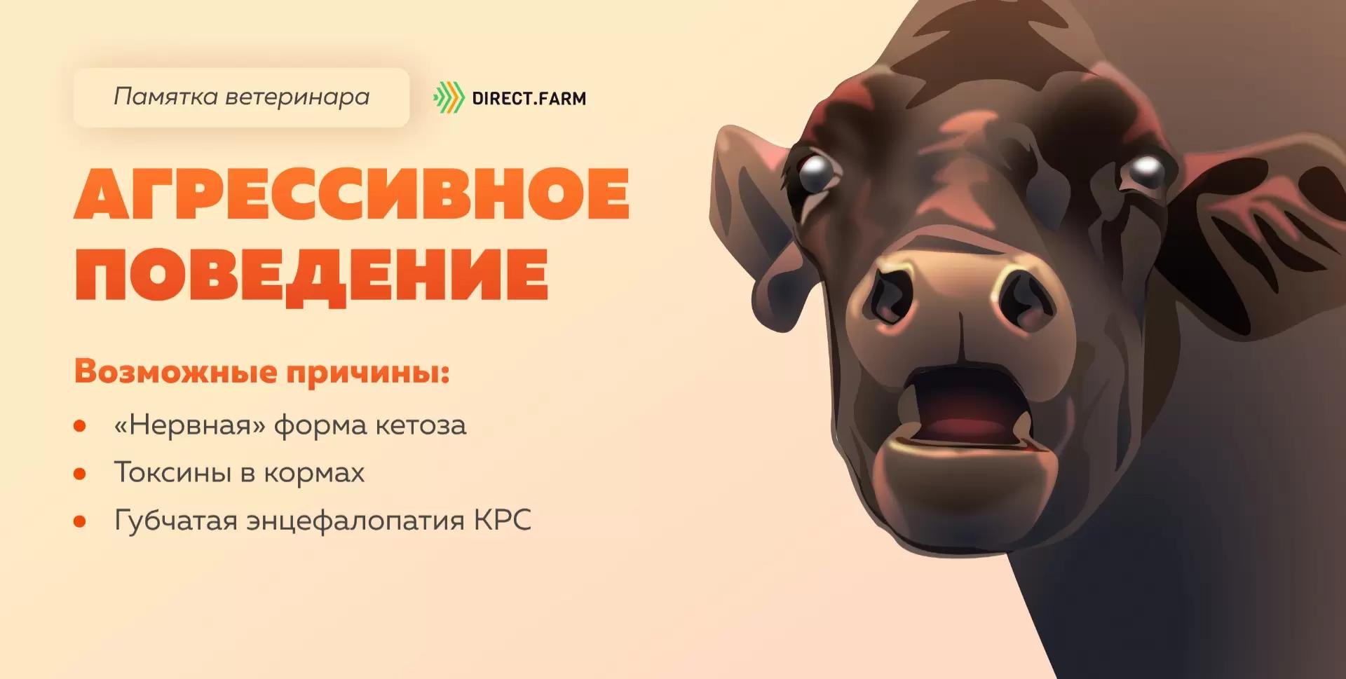 Памятка ветеринара: агрессивное поведение коровы