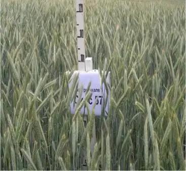 Сирс 57 сорт озимой тритикале