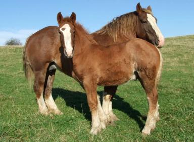 Бретонская порода лошадей