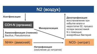 Вносим азот без агролаборатории. Формула Сергия Ризанова