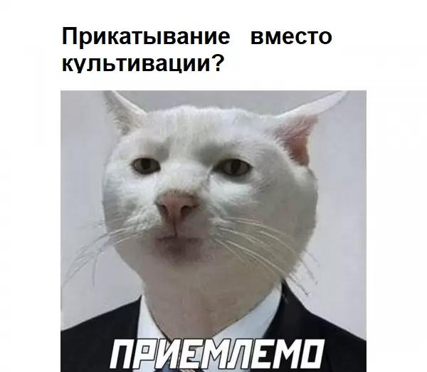 Прикатывание вместо культивации? Приемлемо