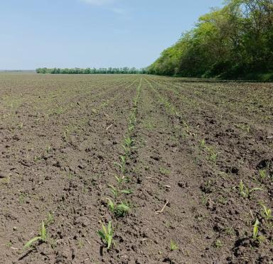 НАСЕКОМЫЕ-ВРЕДИТЕЛИ НА КУКУРУЗЕ И КАК С НИМИ БОРОТЬСЯ