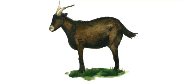 Верата - порода коз