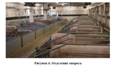 Низкие потери и высокая продуктивность в свиноводстве – сочетаемы