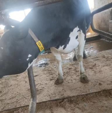 Вопросы из чатов: как определить, что у коровы ретикулоперикардит?