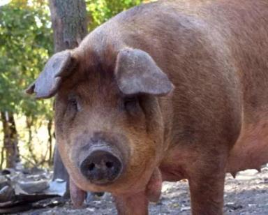 Красная сережчатая – порода свиней