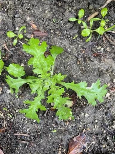 Крестовник обыкновенный