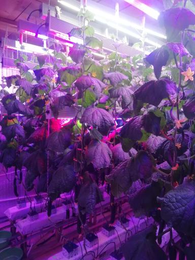 Огурец На Искуственном Освещении