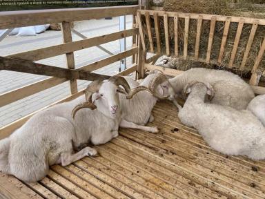 Лезгинская порода овец