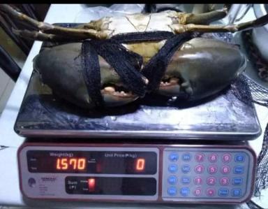 Лучшая рыба это краб.