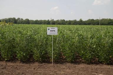 Сорта сои ФНЦ ВНИИМК им.В.С.Пустовойта