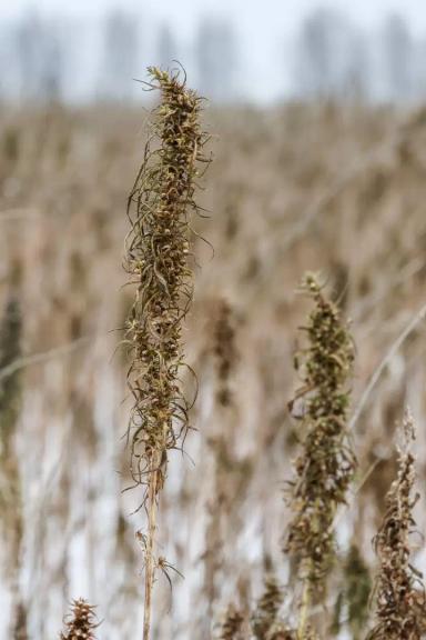 Жатка "ОЗОН" для очеса конопли