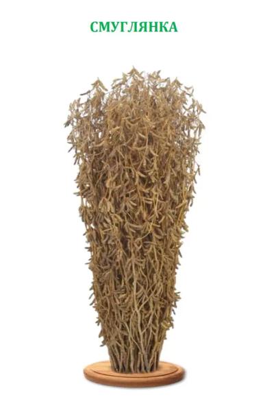 Сорта сои от Русской Генетики Смуглянка