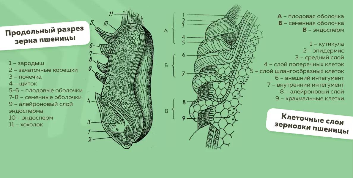 Строение зерновки