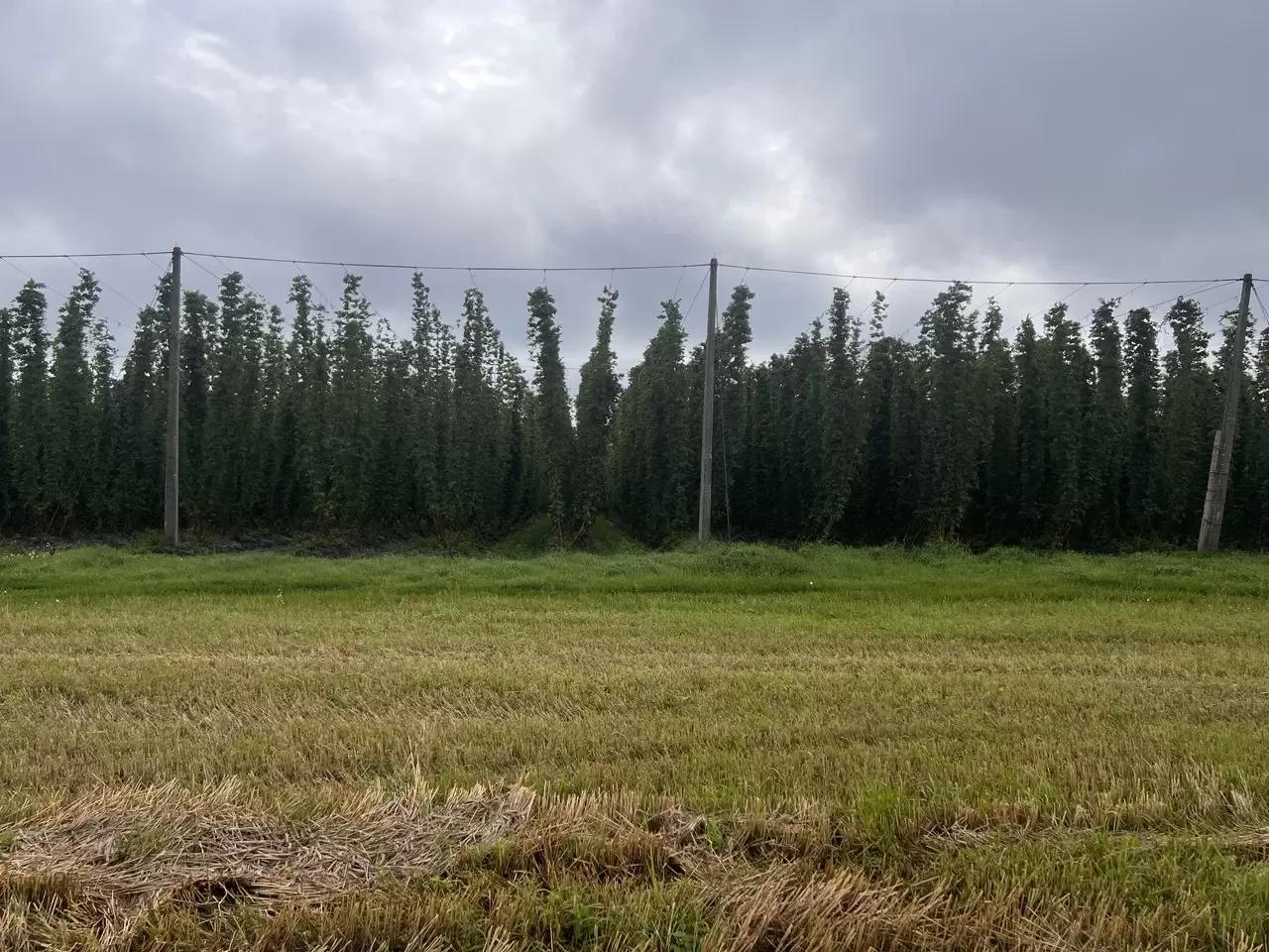 Плантации хмеля