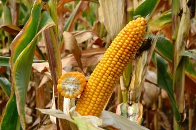 СИ Талисман - гибрид кукурузы ( Zea mays L.).