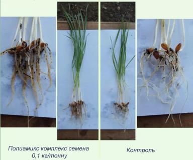 Проверка эффективности препарата "Полиамикс Семена" на озимой пшенице
