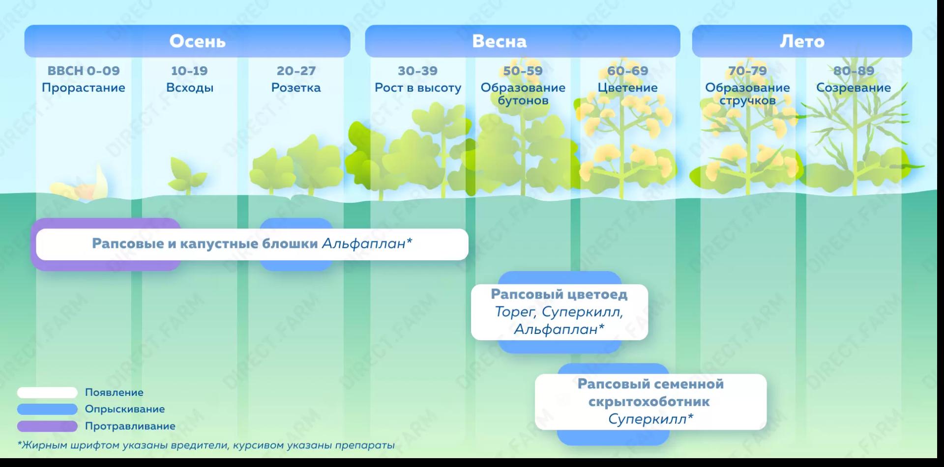 Применение фунгицидов и инсектицидов в посевах рапса