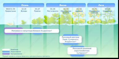 Применение фунгицидов и инсектицидов в посевах рапса