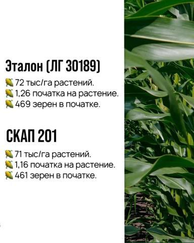 Отечественная кукуруза: промежуточные результаты.