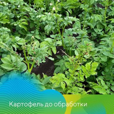 Скутум® против колорадского жука