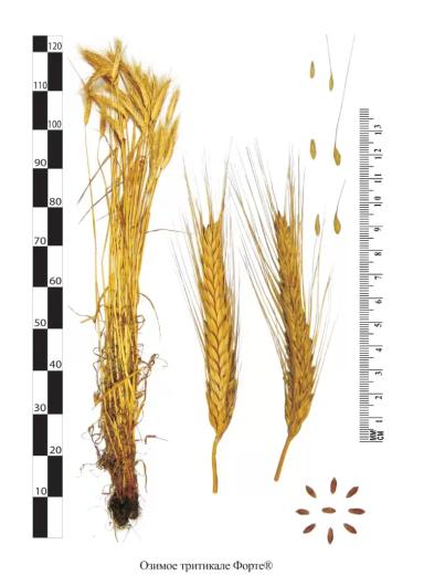 Форте сорт озимой тритикале