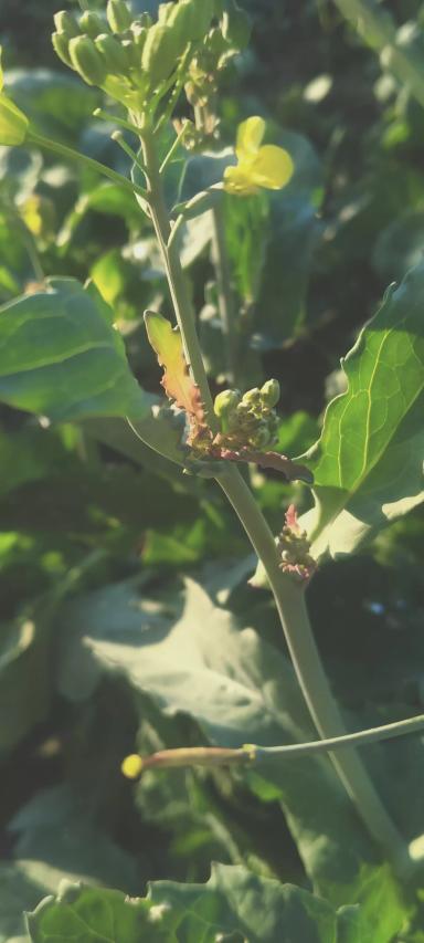 Что с рапсом?